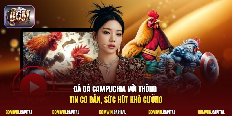 Đá gà Campuchia với thông tin cơ bản, sức hút khó cưỡng