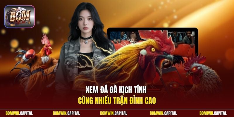 Xem đá gà kịch tính cùng nhiều trận đỉnh cao